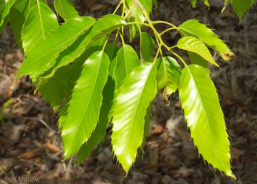Quercus acutissima, Sawtooth Oak