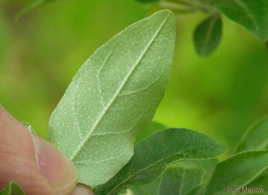 Elaeagnus umbellata, Autumn-olive, Spring Silverberry, Oriental Silverleaf
