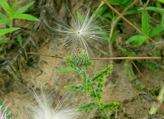 image of Cirsium repandum, Sandhill Thistle