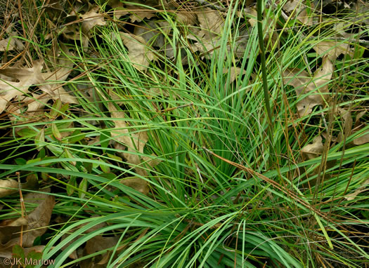 Nolina georgiana, Georgia Beargrass, Sandhills Lily