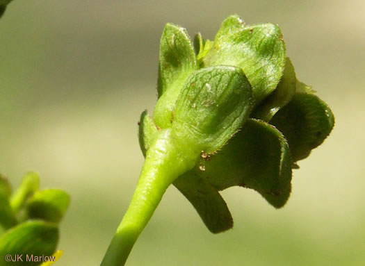 Silphium compositum var. compositum, Carolina Rosinweed, Compassplant, Rhubarb-leaved Rosinweed