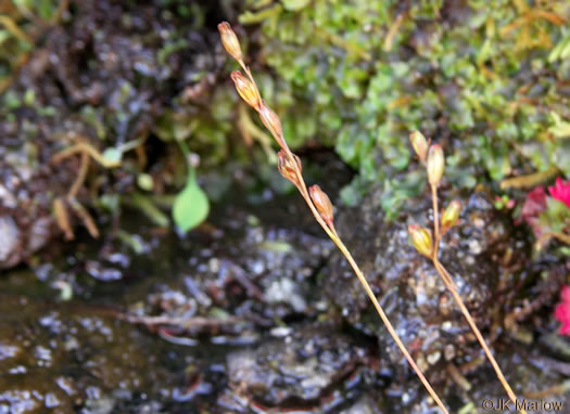 image of Drosera rotundifolia, Roundleaf Sundew
