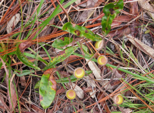 image of Quercus elliottii, Running Oak
