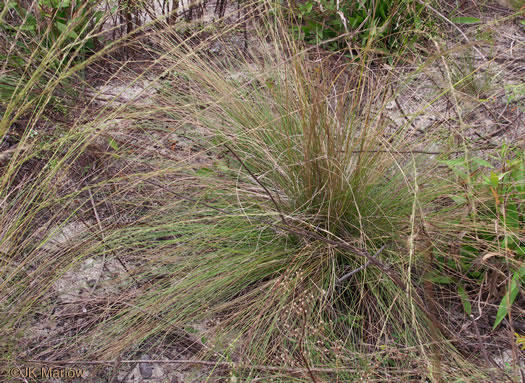 image of Aristida beyrichiana, Southern Wiregrass