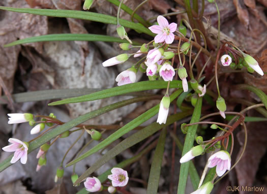Claytonia virginica +, Spring-beauty