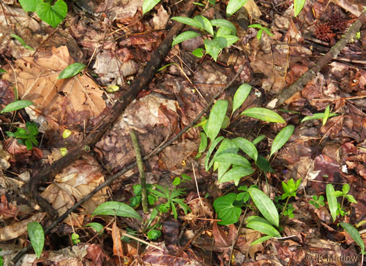 image of Erythronium albidum, White Trout Lily, Blonde Lilian, White Fawnlily