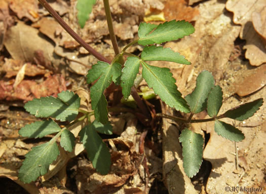 image of Zizia trifoliata, Mountain Golden-Alexanders