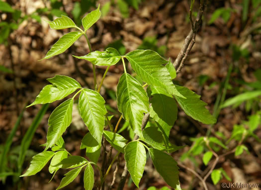 image of Toxicodendron rydbergii, Wesern Poison Ivy
