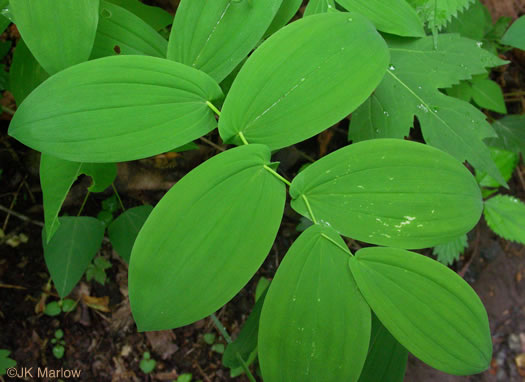 Perfoliate Bellwort