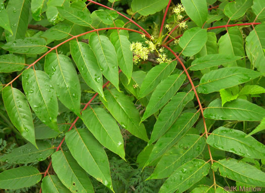 image of Ailanthus altissima, Ailanthus, Tree-of-heaven