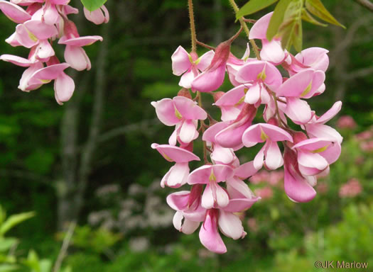 Robinia hispida var. kelseyi, Kelsey's Locust