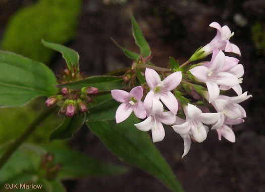 image of Houstonia purpurea, Summer Bluet, Mountain Bluet, Woodland Bluet, Purple Bluet