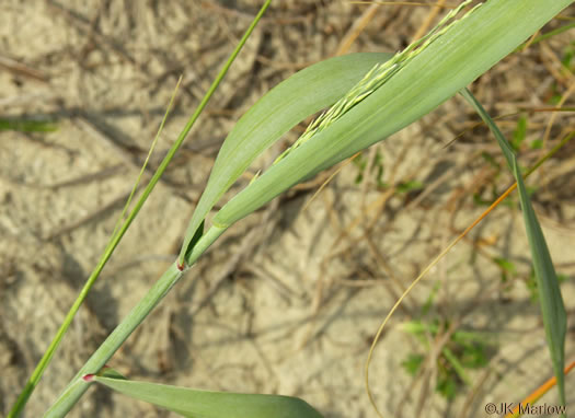 image of Panicum amarum, Seaside Panicum, Bitter Seabeach Grass, Bitter Panicgrass