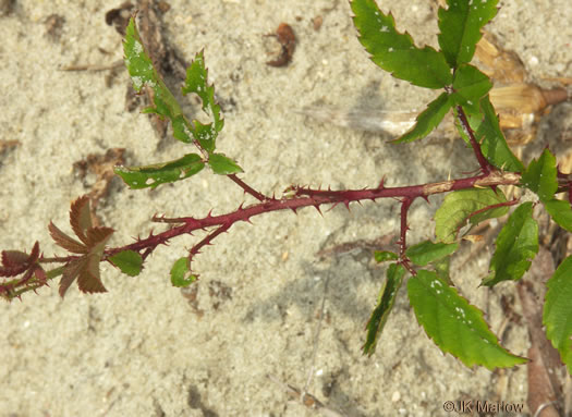 image of Rubus flagellaris, Common Dewberry, Northern Dewberry