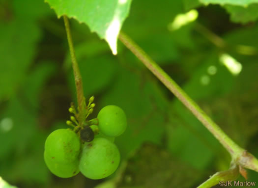 image of Vitis labrusca, Fox Grape