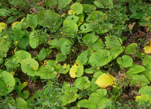 image of Eurybia macrophylla, Large-leaf Aster, Bigleaf Aster