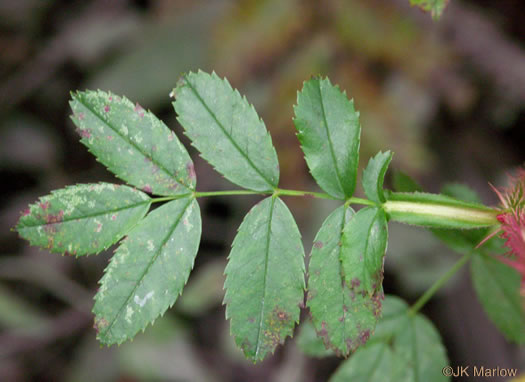 Rosa virginiana ssp. virginiana, Virginia Rose