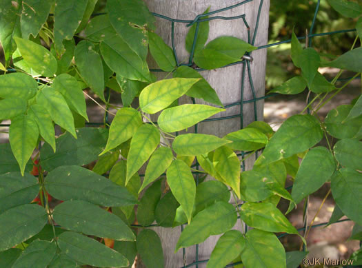 image of Apios americana, American Groundnut, Common Groundnut