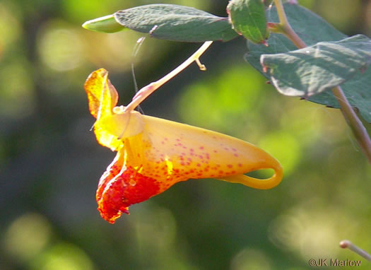 image of Impatiens capensis, Spotted Jewelweed, Spotted Touch-me-not, Orange Jewelweed, Orange Touch-me-not