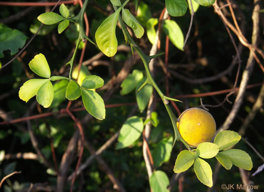 image of Citrus trifoliata, Trifoliate Orange, Hardy Orange