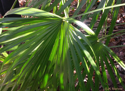 image of Rhapidophyllum hystrix, Needle Palm, Blue Palmetto