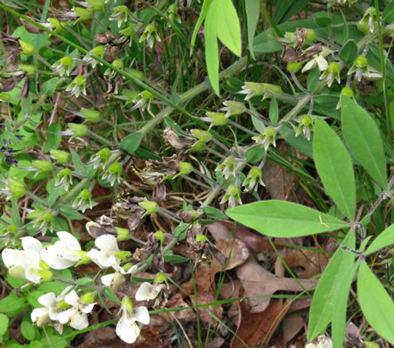 image of Baptisia bracteata, Creamy Wild Indigo