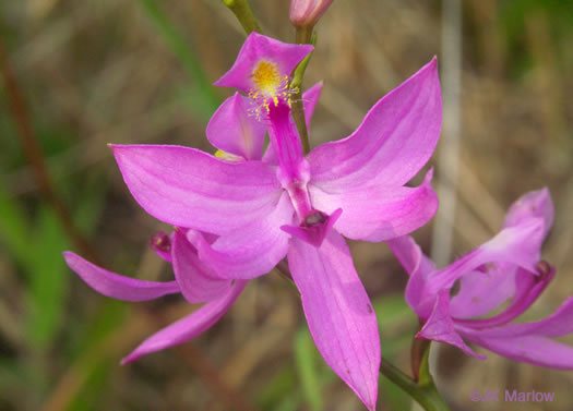 image of Calopogon tuberosus var. tuberosus, Common Grass-pink