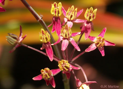 image of Asclepias rubra, Purple Savanna Milkweed, "Red Milkweed", Bog Milkweed