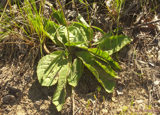 image of Vernonia acaulis, Stemless Ironweed, Carolina Ironweed, Flatwoods Ironweed
