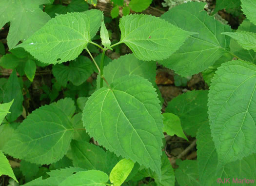 image of Ageratina roanensis, Appalachian White Snakeroot, Appalachian Milk-poison, Appalachian Snakeroot