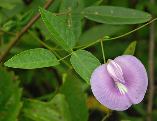 image of Centrosema virginianum var. virginianum, Climbing Butterfly-pea, Spurred Butterfly-pea