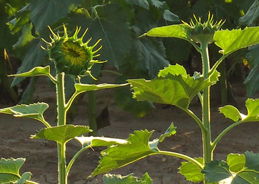 Helianthus annuus, Common Sunflower, Mirasol