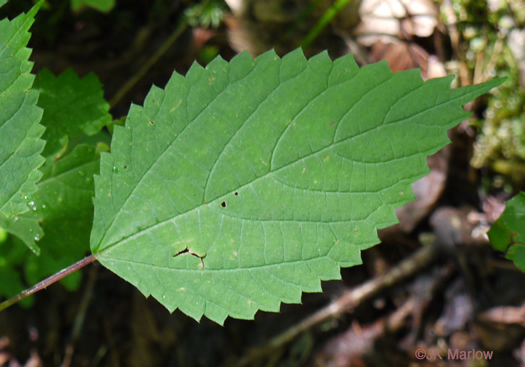 image of Laportea canadensis, Canada Wood-nettle