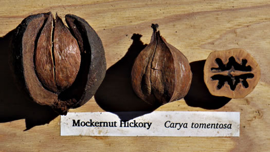 image of Carya tomentosa, Mockernut Hickory, White Hickory