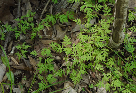 image of Polymnia laevigata, Tennessee Leafcup