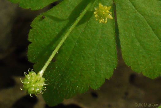 image of Ranunculus recurvatus var. recurvatus, Hooked Buttercup, Hooked Crowfoot
