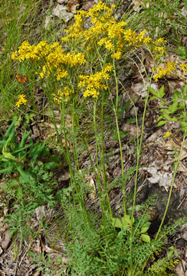 image of Packera millefolium, Blue Ridge Ragwort, Yarrowleaf Ragwort, Divided-leaf Ragwort, Blue Ridge Groundsel