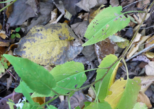 image of Symphyotrichum cordifolium, Heartleaf Aster, Common Blue Wood Aster