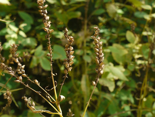 image of Physostegia virginiana ssp. praemorsa, Southern Obedient-plant