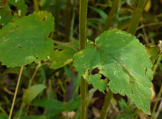image of Agastache scrophulariifolia, Purple Giant-hyssop
