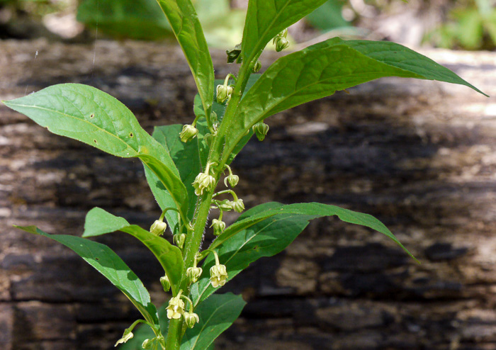 image of Cubelium concolor, Eastern Green-violet