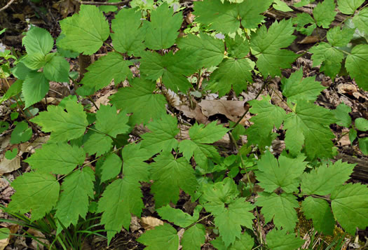 Actaea racemosa, Common Black Cohosh, Early Black Cohosh, Black Snakeroot, black bugbane