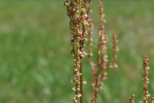image of Acetosa hastatula, Wild Dock, Heartwing Dock, Sourgrass, Heartwing Sorrel