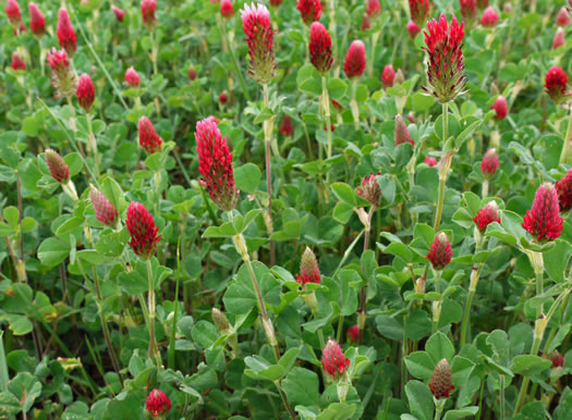 image of Trifolium incarnatum, Crimson Clover