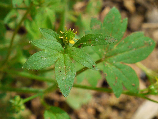 image of Ranunculus parviflorus, Small-flowered Buttercup, Stickseed Crowfoot