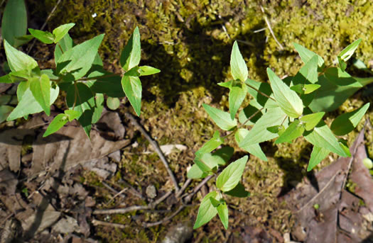 image of Cunila origanoides, Wild-oregano, American Dittany, Stone-mint