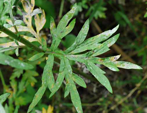 Artemisia vulgaris, Mugwort, Felon Herb