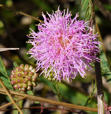 image of Mimosa microphylla, Littleleaf Sensitive-briar, Eastern Sensitive-briar