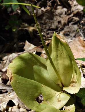 Lily-leaf Twayblade