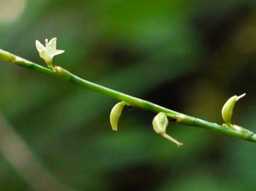 image of Persicaria virginiana, Virginia Jumpseed
